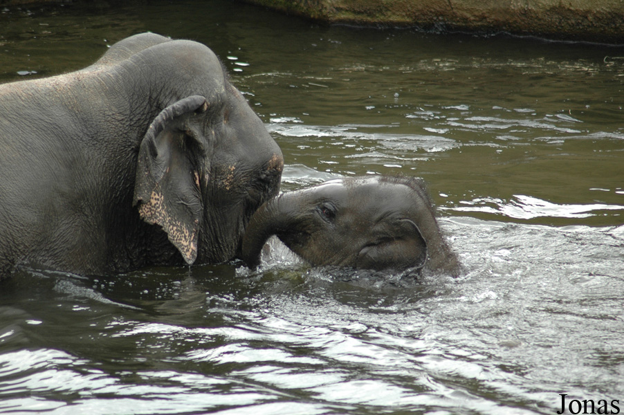 Elephas maximus