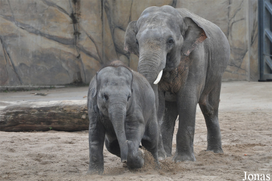 Elephas maximus