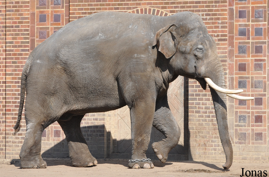 Elephas maximus