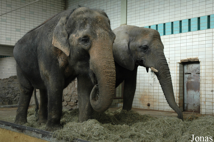 Elephas maximus