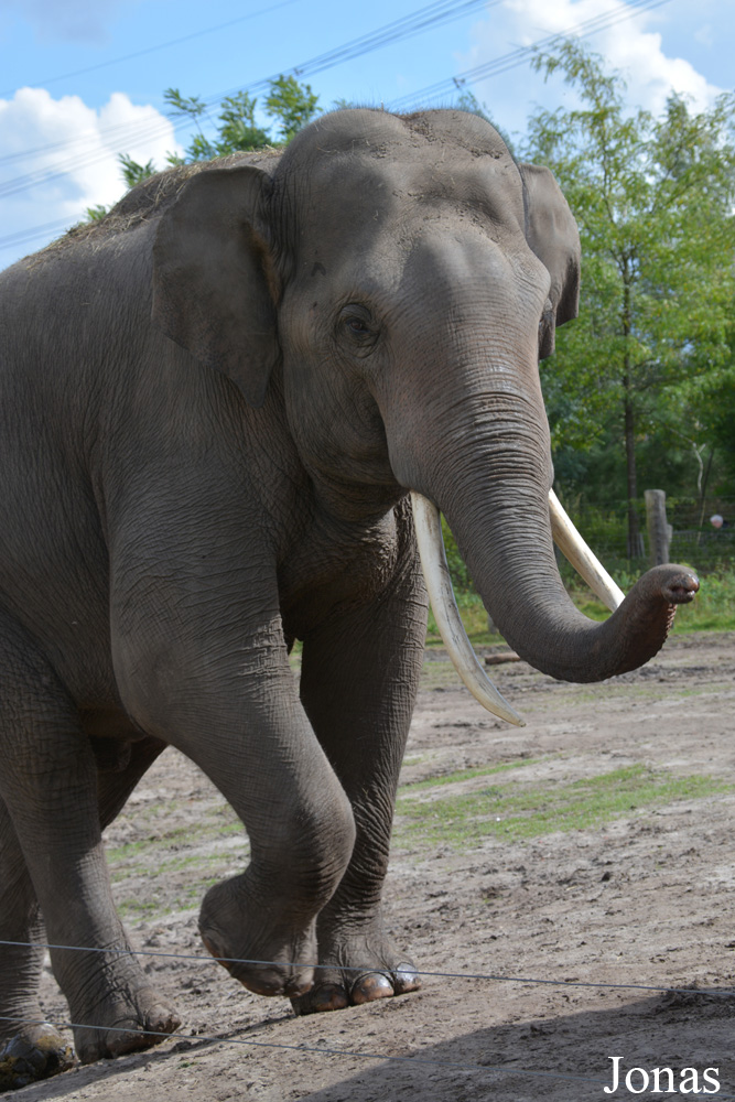 Elephas maximus