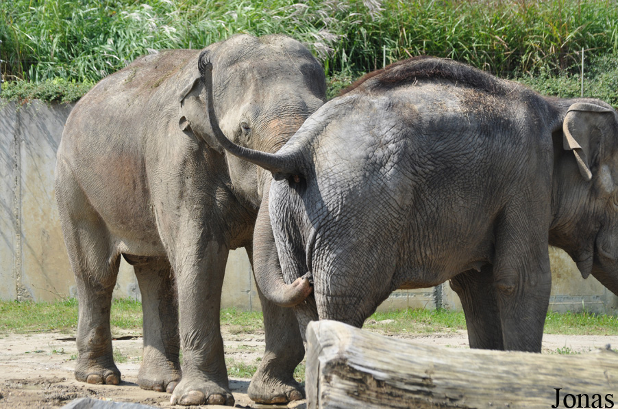 Elephas maximus