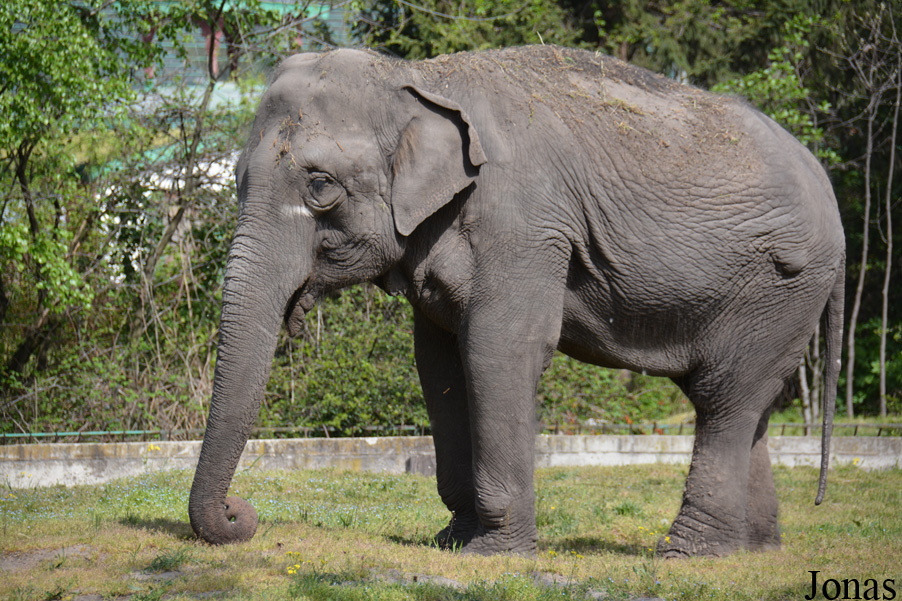 Elephas maximus