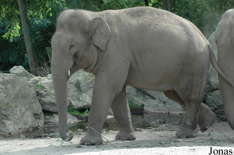 Elephas maximus