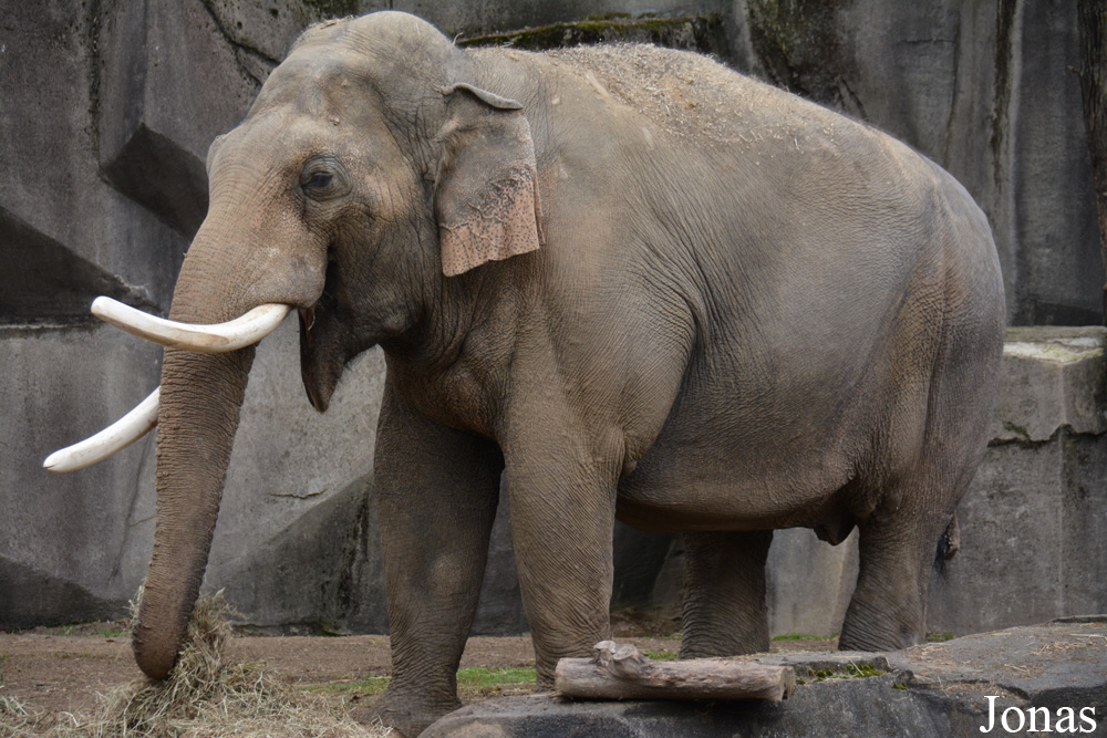 Elephas maximus