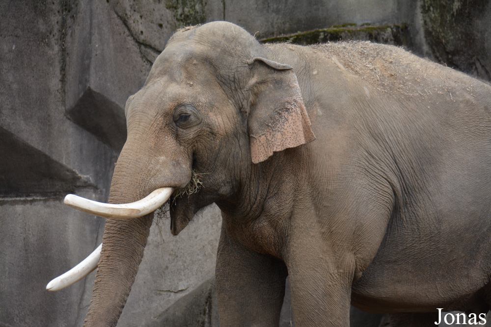 Elephas maximus