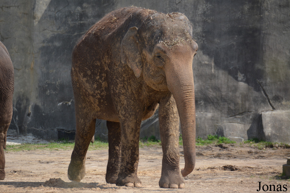Elephas maximus