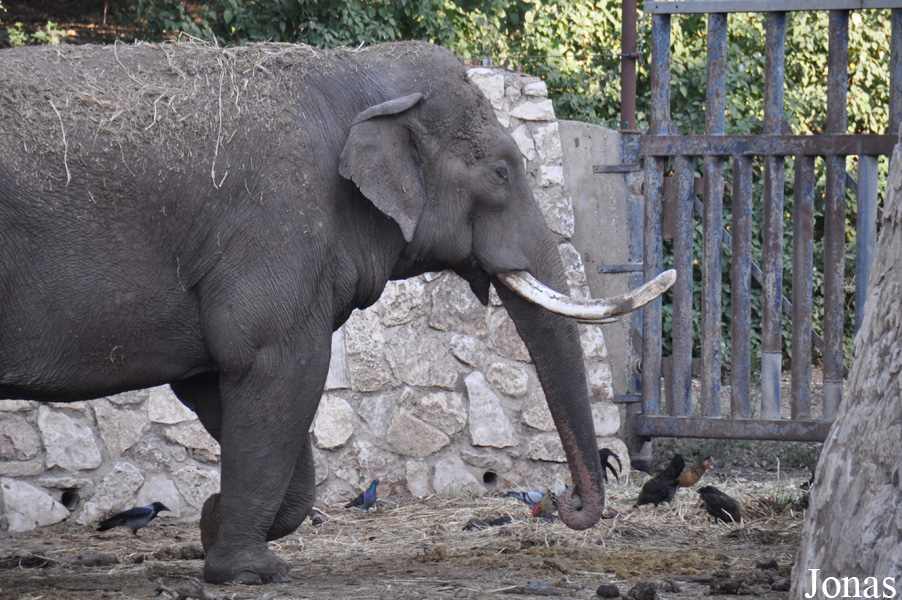 Elephas maximus