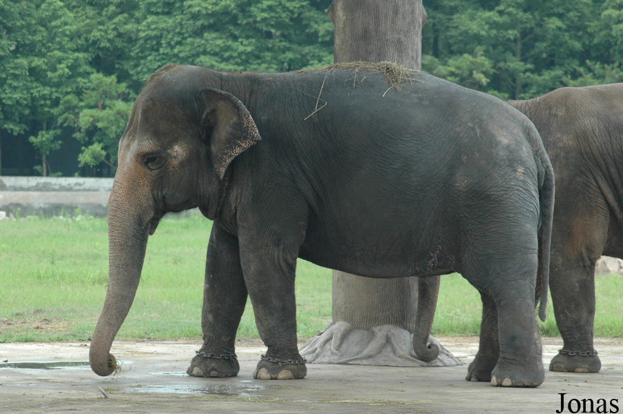 Elephas maximus