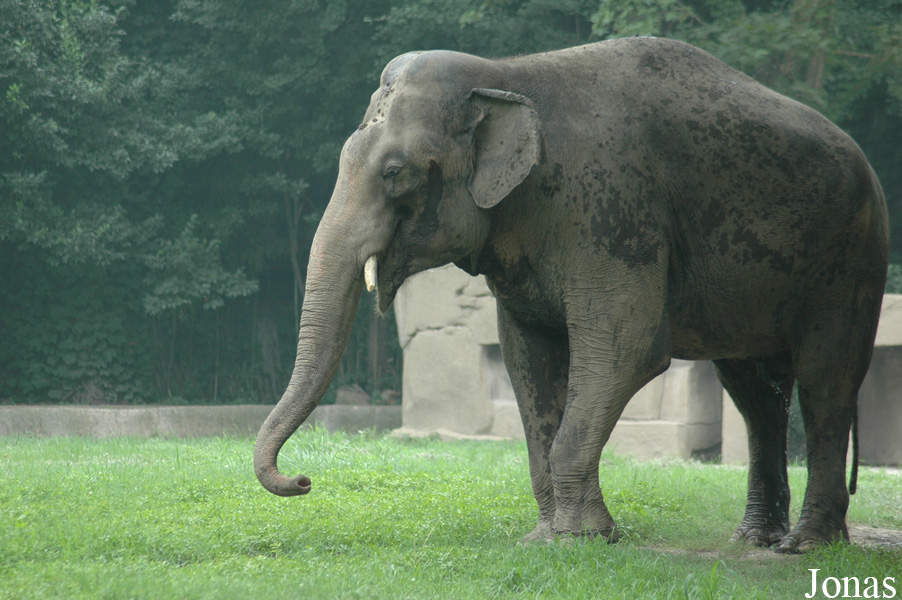 Elephas maximus