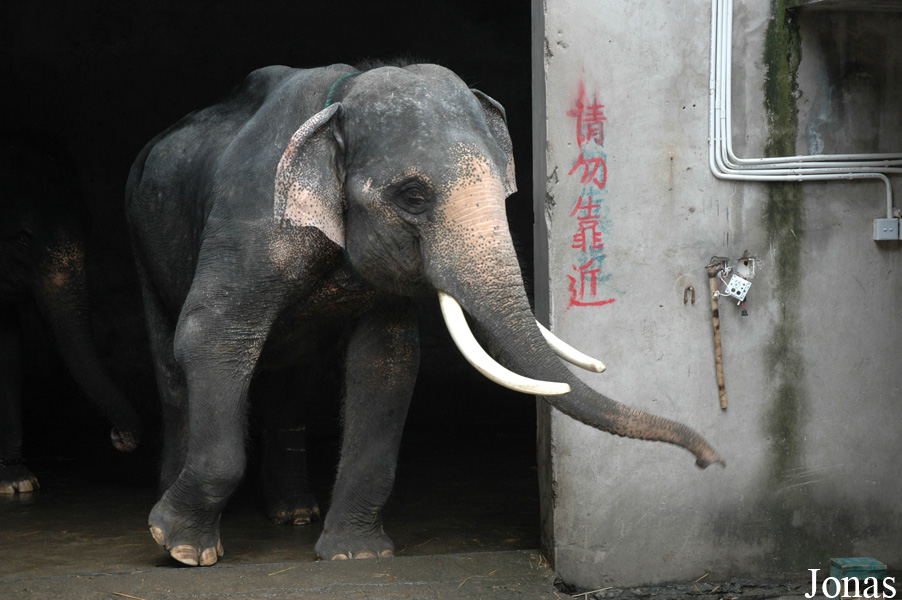Elephas maximus