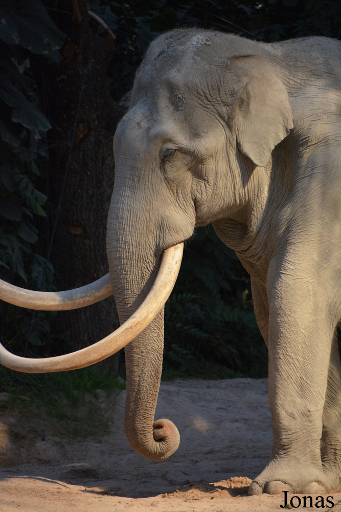 Elephas maximus