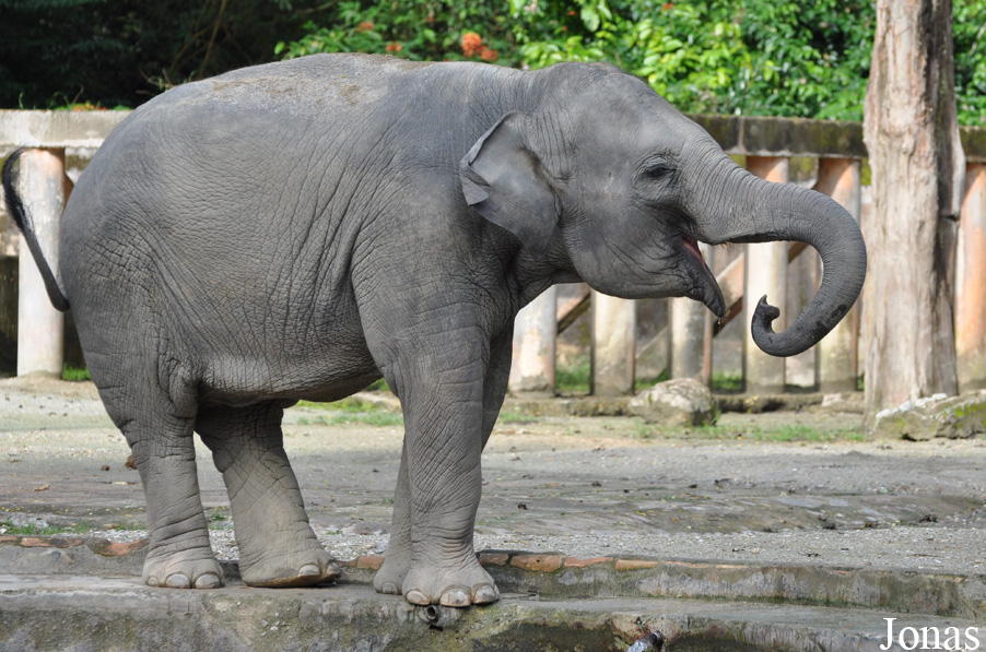 Elephas maximus hirsutus