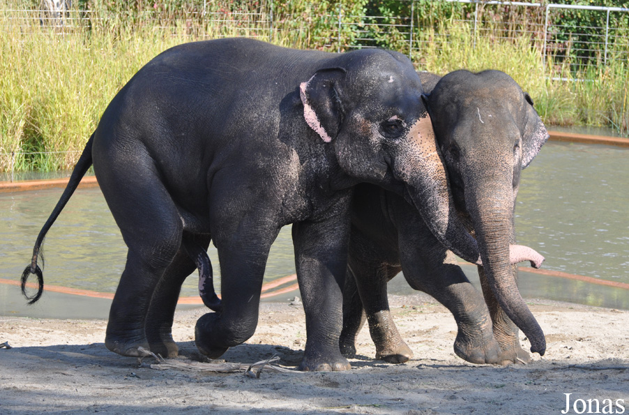 Elephas maximus indicus