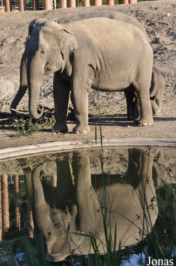 Elephas maximus indicus
