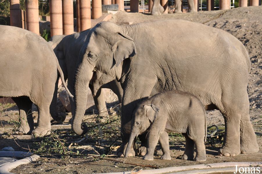 Elephas maximus indicus