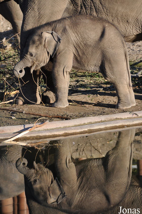 Elephas maximus indicus