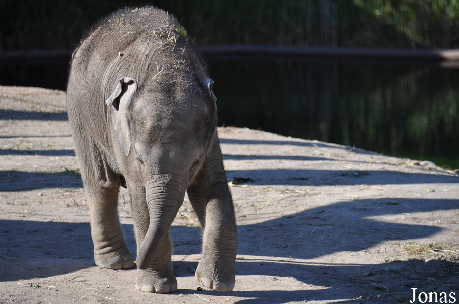 Elephas maximus indicus