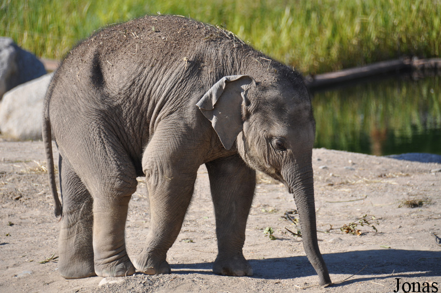 Elephas maximus indicus