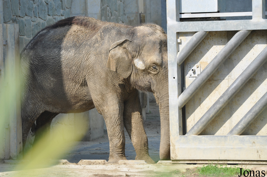 Elephas maximus indicus