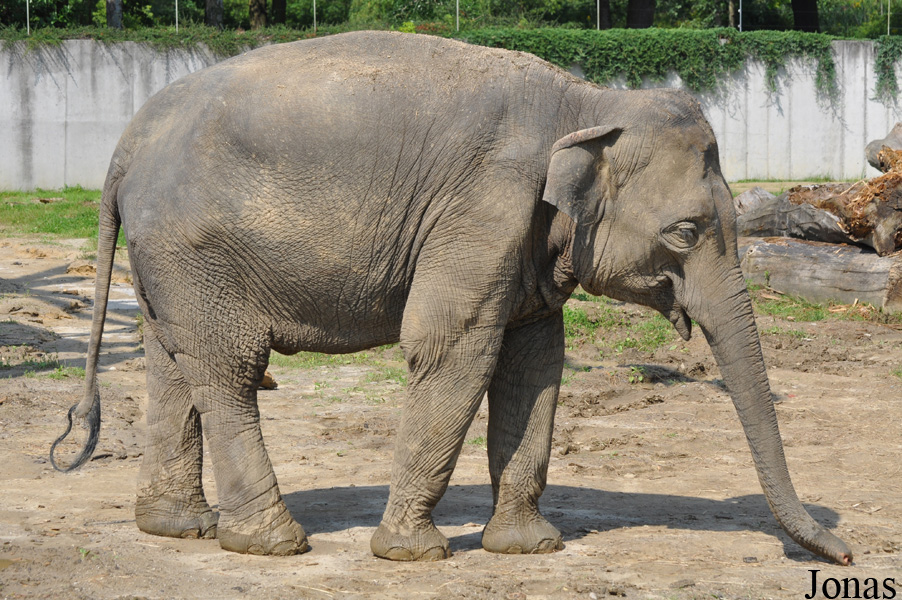 Elephas maximus indicus