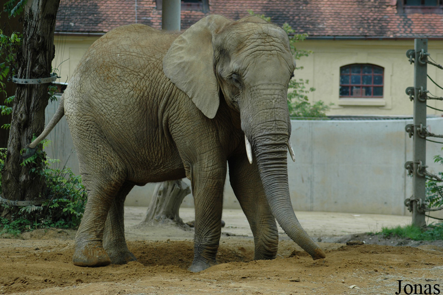 Loxodonta africana