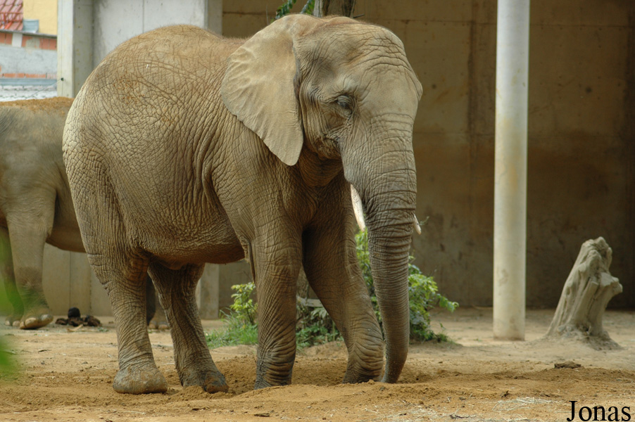 Loxodonta africana