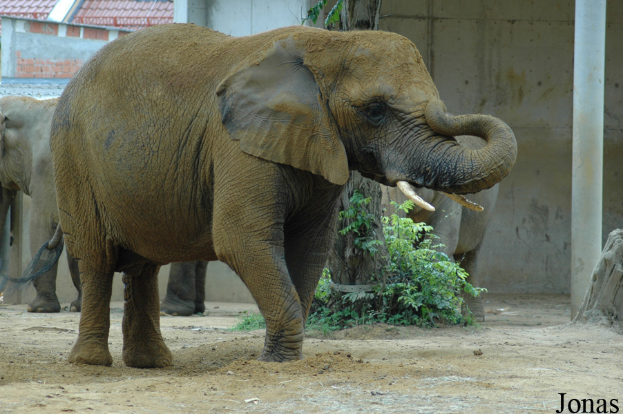 Loxodonta africana