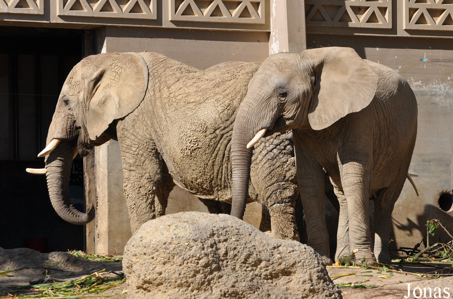 Loxodonta africana