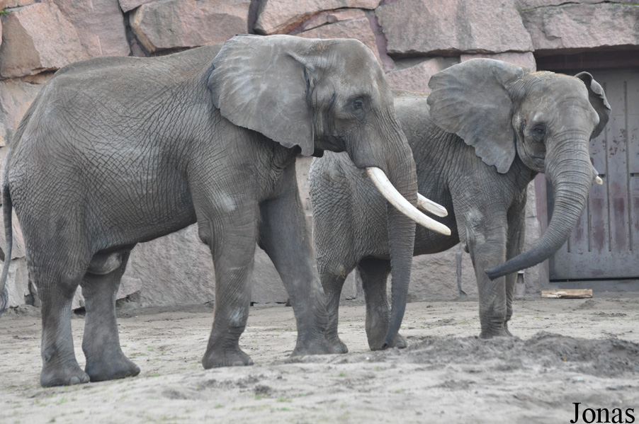 Loxodonta africana
