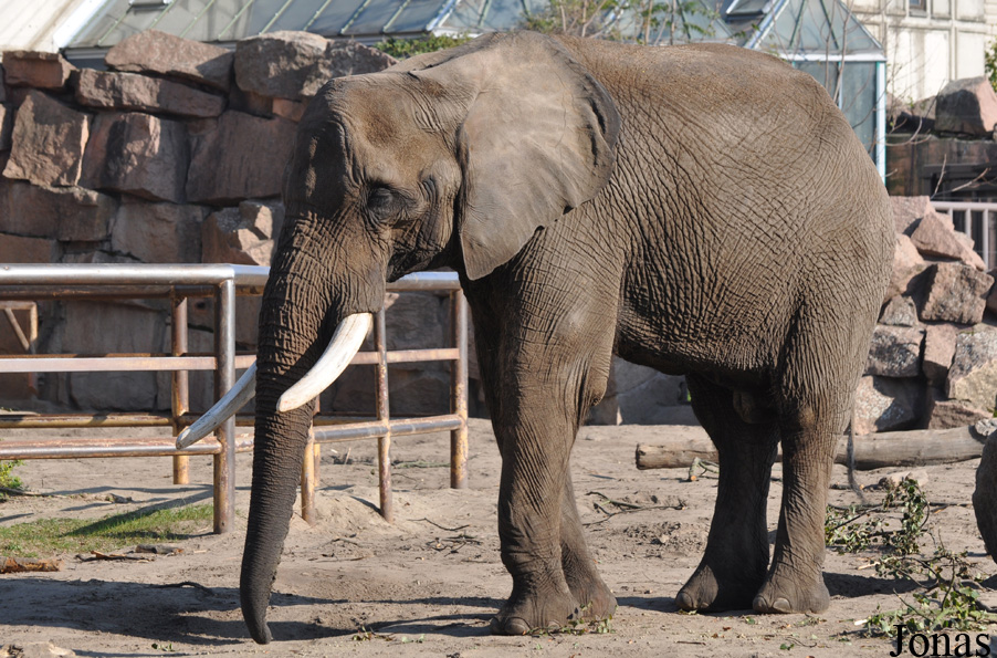 Loxodonta africana