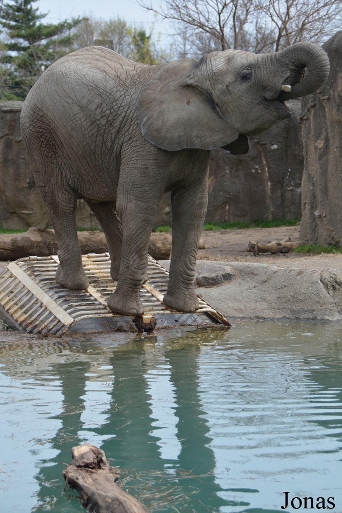 Loxodonta africana