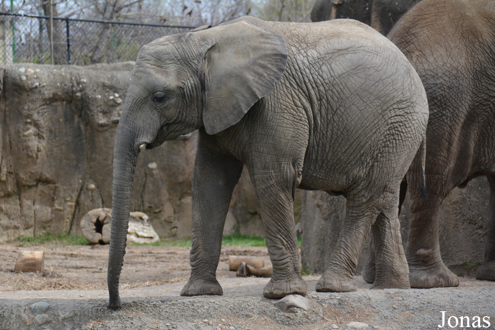 Loxodonta africana