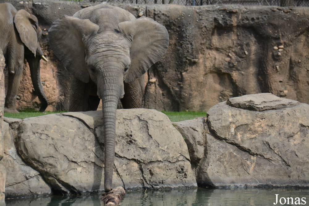 Loxodonta africana