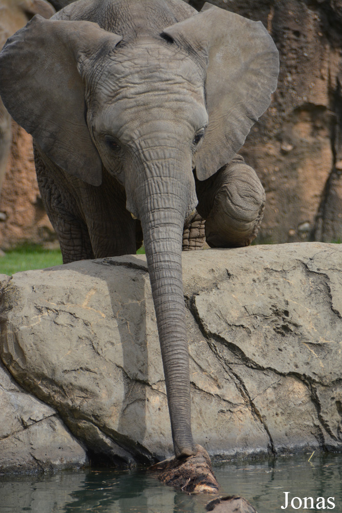 Loxodonta africana