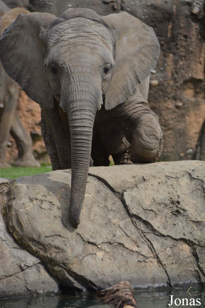 Loxodonta africana