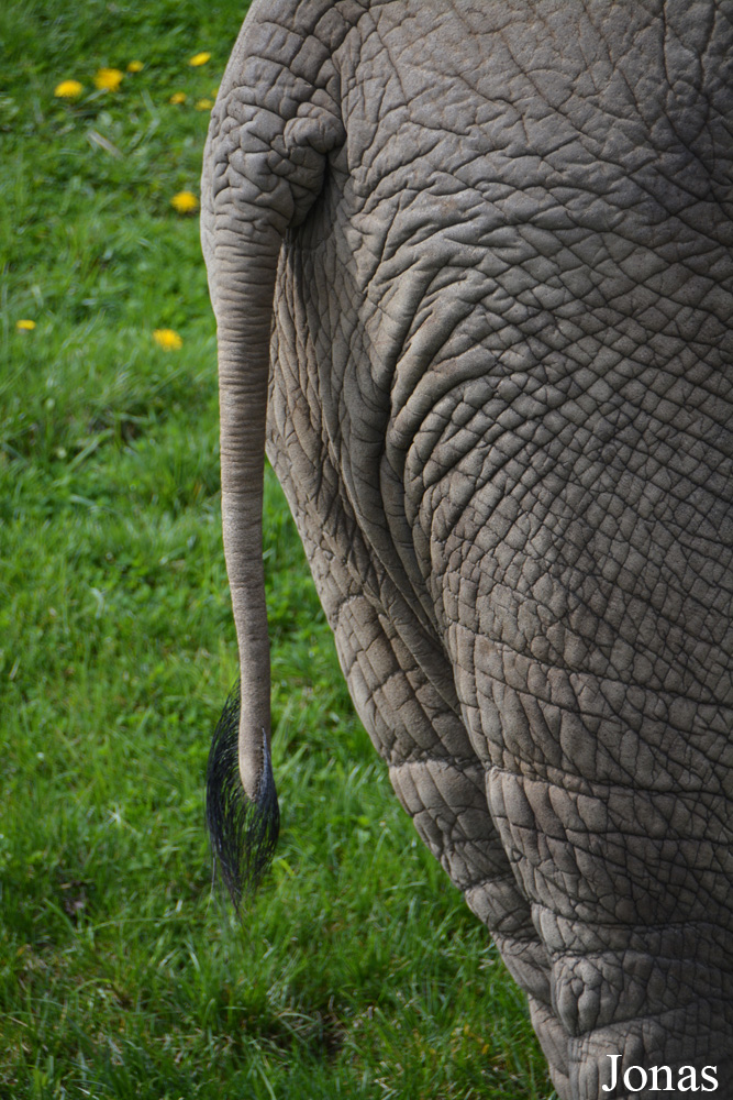 Loxodonta africana