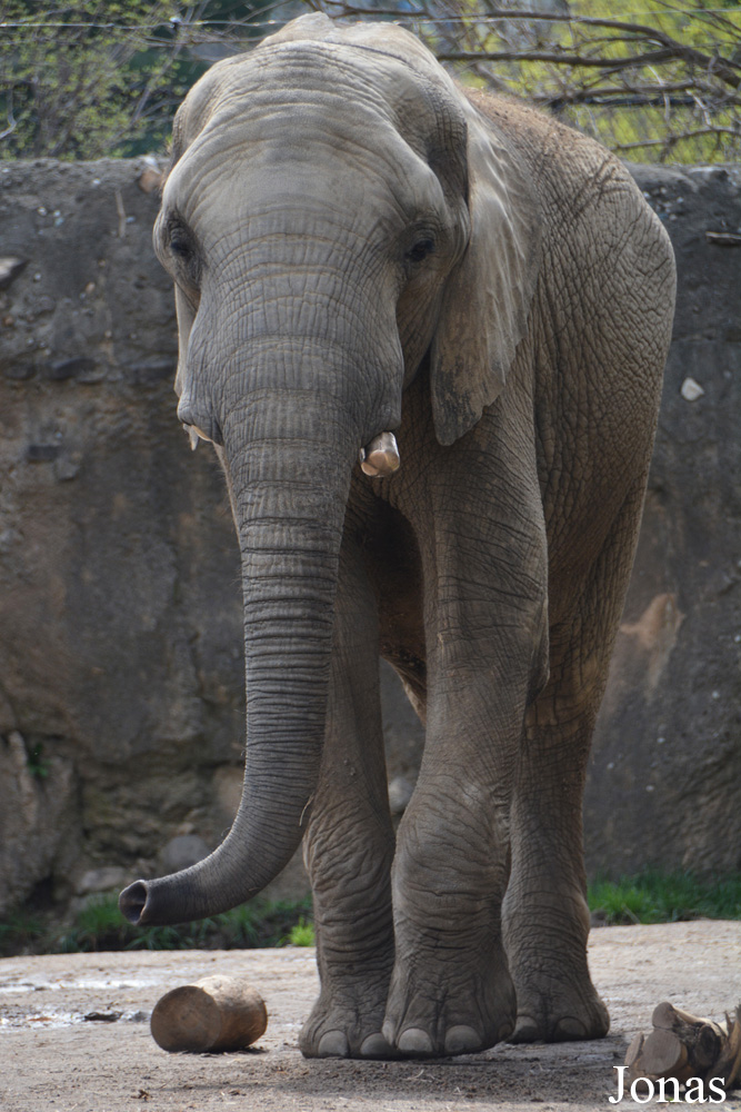 Loxodonta africana
