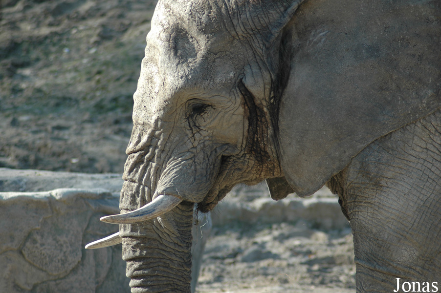 Loxodonta africana