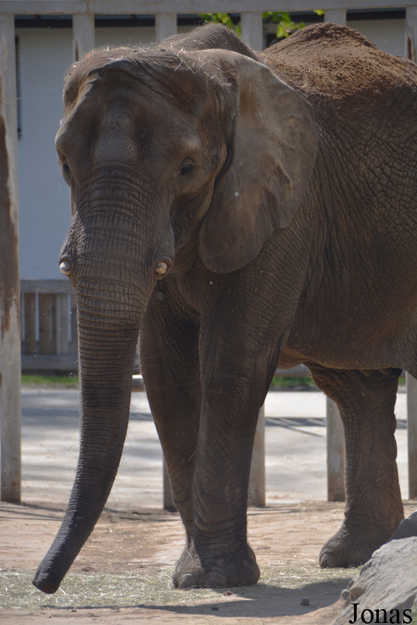 Loxodonta africana