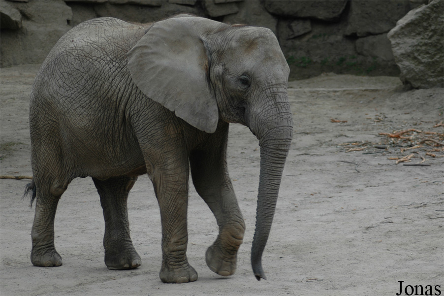 Loxodonta africana