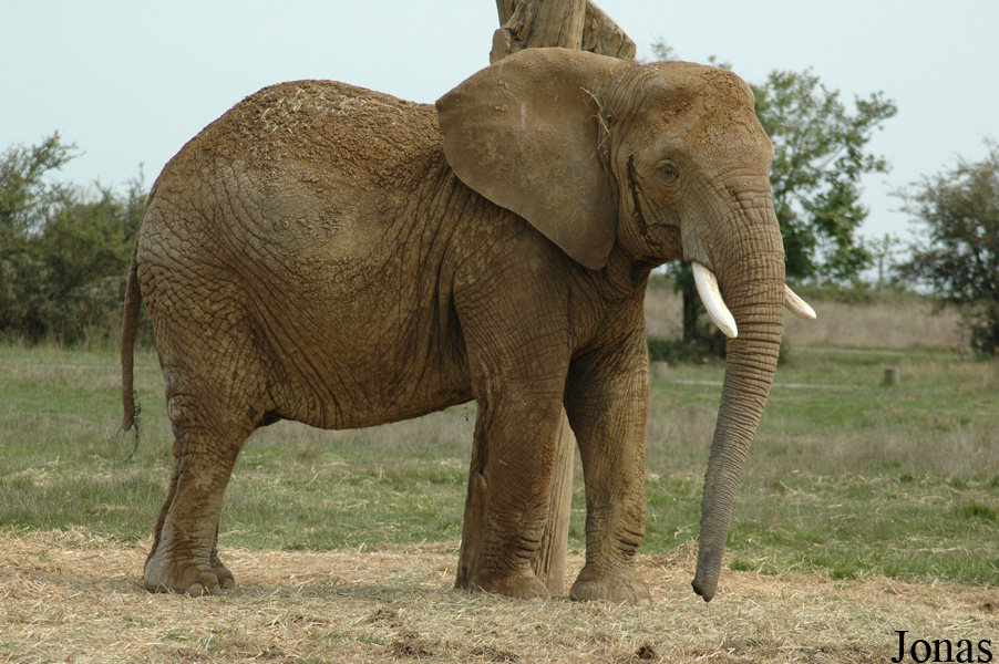 Loxodonta africana