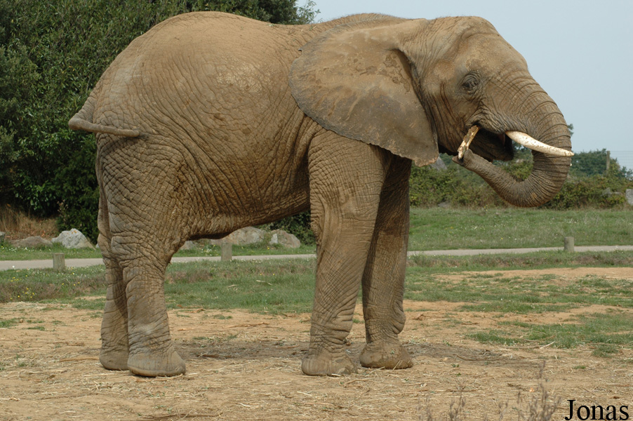 Loxodonta africana