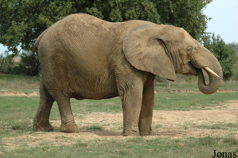 Loxodonta africana