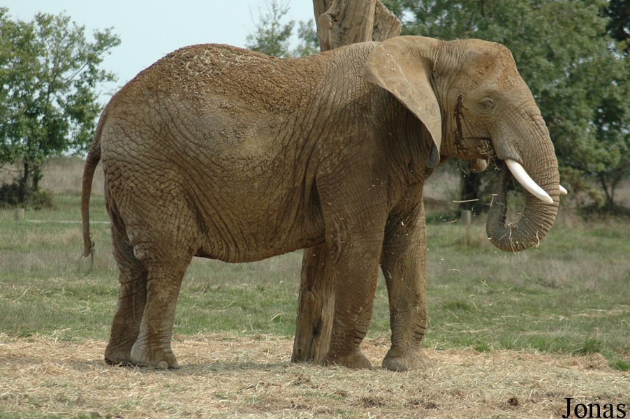 Loxodonta africana