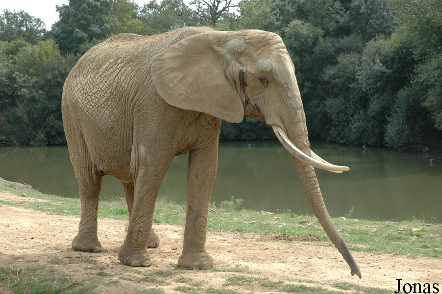 Loxodonta africana
