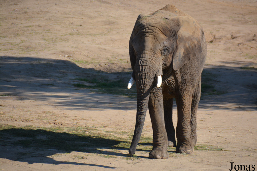 Loxodonta africana