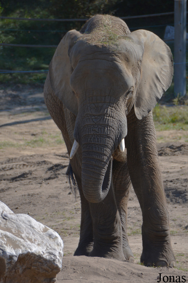 Loxodonta africana