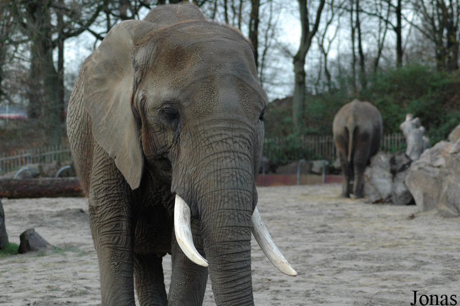 Loxodonta africana
