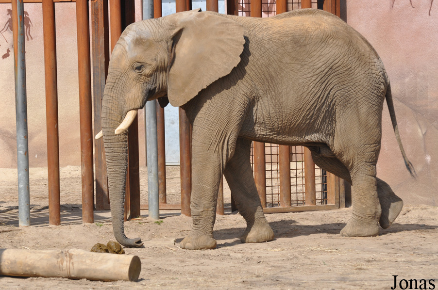 Loxodonta africana